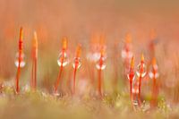 De wilde pracht ( ruig haarmos ) in de Loonse en Drunense duinen.