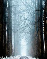 Beech Avenue im Winter