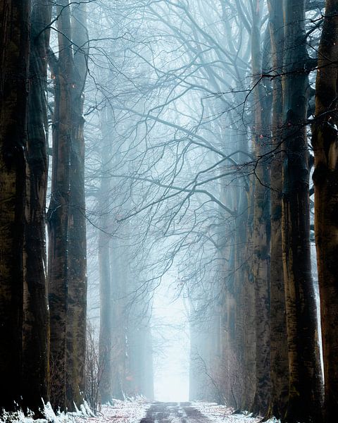 Beech Avenue im Winter von Ernst