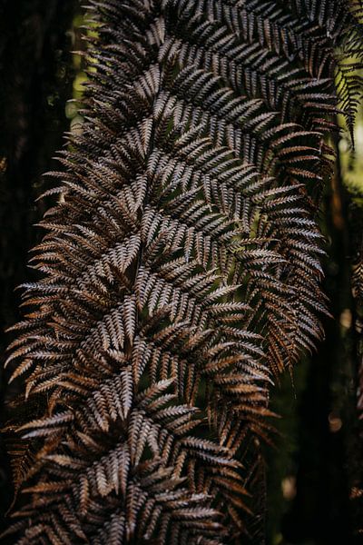 Voile par Marscha van Druuten