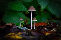Mushroom trio