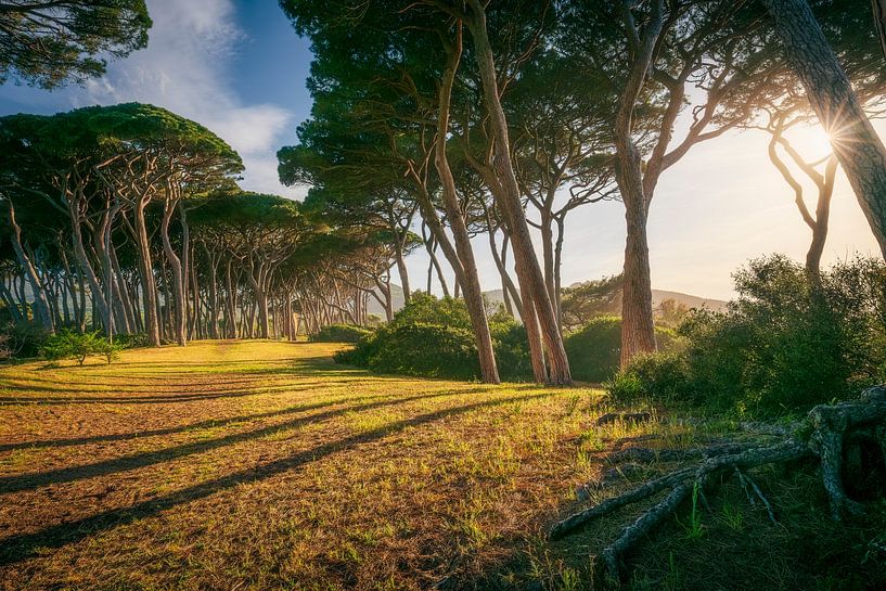 Pinienbäume bei Sonnenuntergang. Baratti, Toskana von Stefano Orazzini