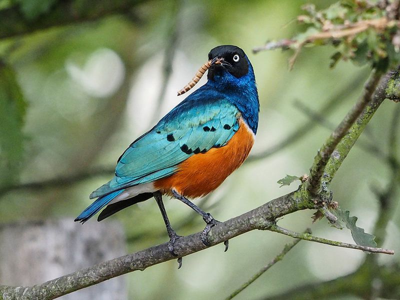 Three-coloured Glossy Starling : Blijdorp Zoo by Loek Lobel