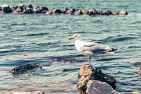 Möwe auf einem Felsen sitzend