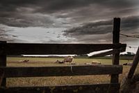 Texelse schapen op de Hoge Berg