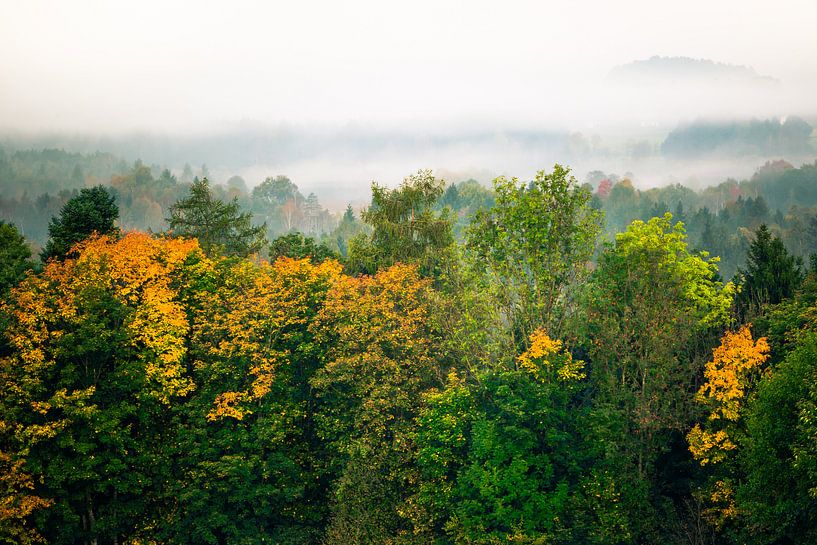 Wald im Nebel by Holger Debek