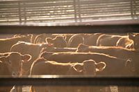 Koeien in de Spaanse zon