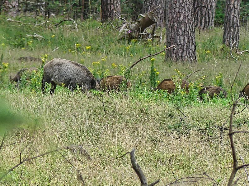 Wild boar family by BRONWAREN