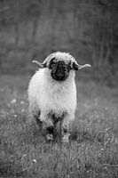 Valais black nose sheep in black and white