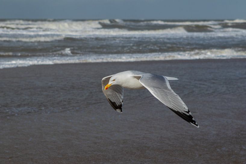 La mouette au bord de la mer par Royvs Fotografie