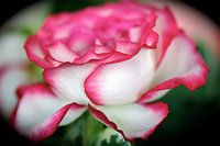 Rose with pink border