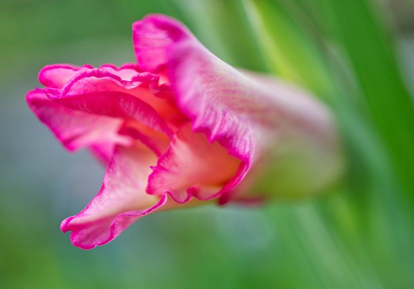 Rosa Gladiolenblüte in Grün von Iris Holzer Richardson