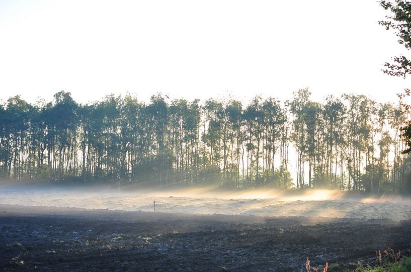 ochtendmist en zon door de bomen by Marten Wieringa