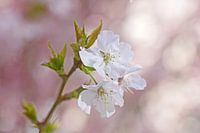 Blossom in spring in the Netherlands