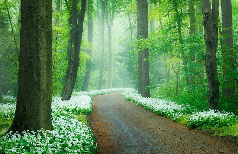Printemps dans la forêt par Thijs Friederich