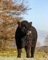 Junger Galloway-Bulle in der Wintersonne