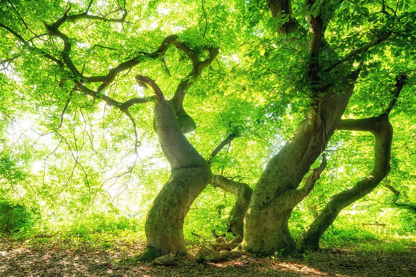 Waldzauber der Süntel-Buchen von Oliver Henze