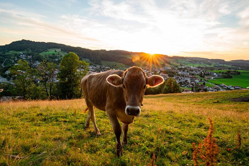 Kühe am Staufen mit Blick auf Oberstaufen zum Sonnenuntergang von Leo Schindzielorz