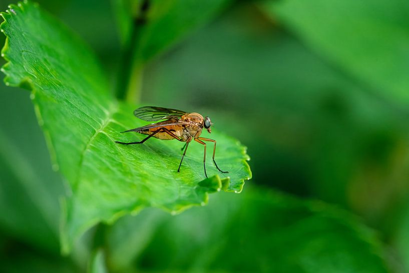 Makro von einer Raubfliege auf einem grünen Blatt von ManfredFotos