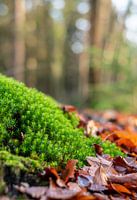 Mountain hairmoss with autumn leaves in forest