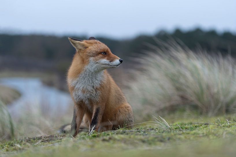Fuchs ( Vulpes vulpes ) sitzt auf einem Hügel über einem Fluss und schaut sich um par wunderbare Erde