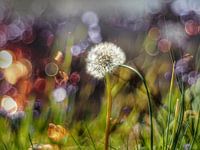 Dandelion eventually becomes a beautiful soft ball of seeds