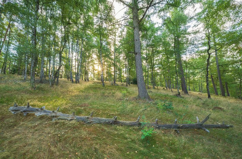 Veluwe - Posbank (Die Niederlande) von Marcel Kerdijk