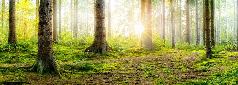 Lever de soleil dans une forêt brumeuse par Günter Albers