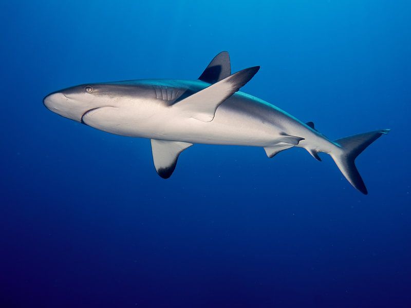Grey Reef Shark (Carcharhinus amblyrhynchos) by Ilan Ben Tov