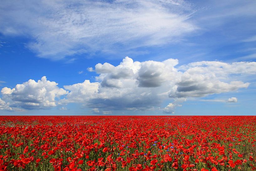 Champ de coquelicots dans le vent par Ostsee Bilder