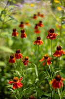 Summer flowers | Netherlands | August | photo of nature