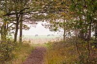 Durchsichtiger Blick vom Waldrand auf die Wiese. Zum Beispiel als Tapete oder Kunst-Rahmen.