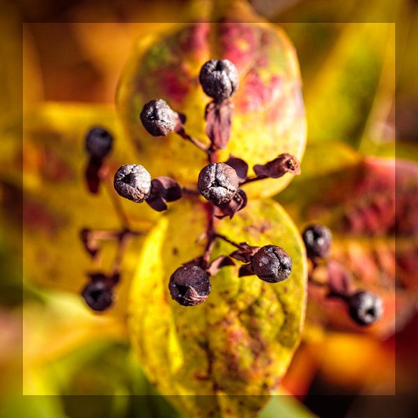 Moissonneuse à boutons par Rob Boon