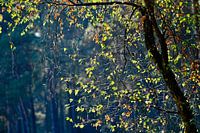 soleil du matin à travers les feuilles