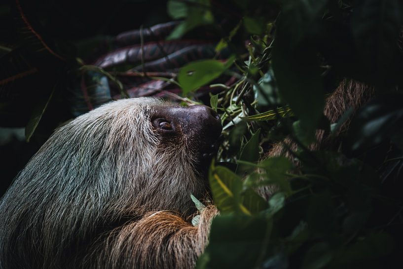 Paresseux - Le symbole de la tranquillité dans les parcs nationaux du Costa Rica par Rick Massar