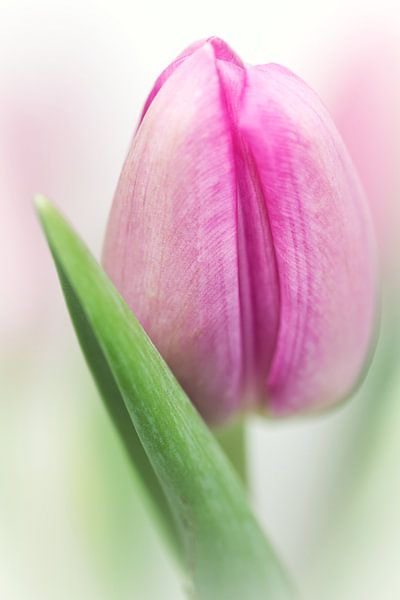 Je suis dans l'ambiance.... (fleur, tulipe) par Bob Daalder