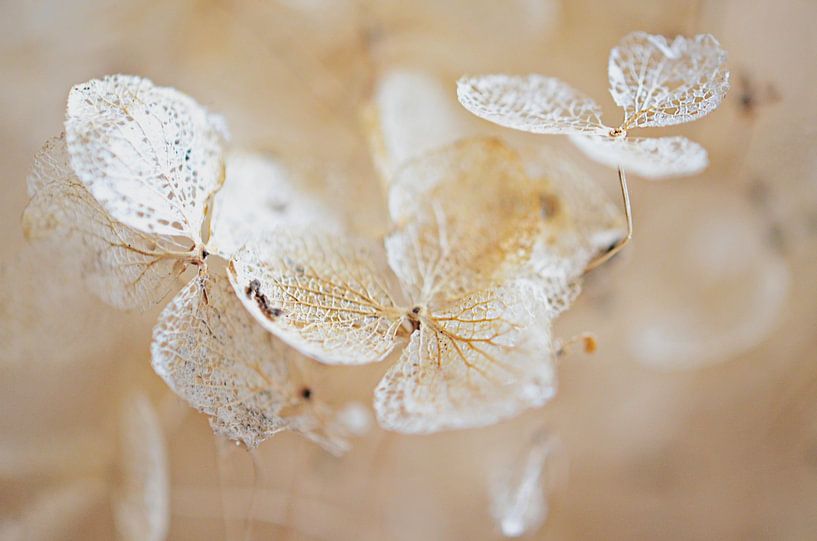 Hortensia par Jessica Berendsen