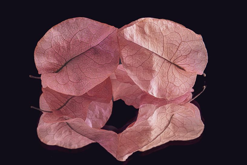 Stilleben aus getrockneten Blättern (Rosatöne) mit einer schönen Maserungsstruktur von Marjolijn van den Berg