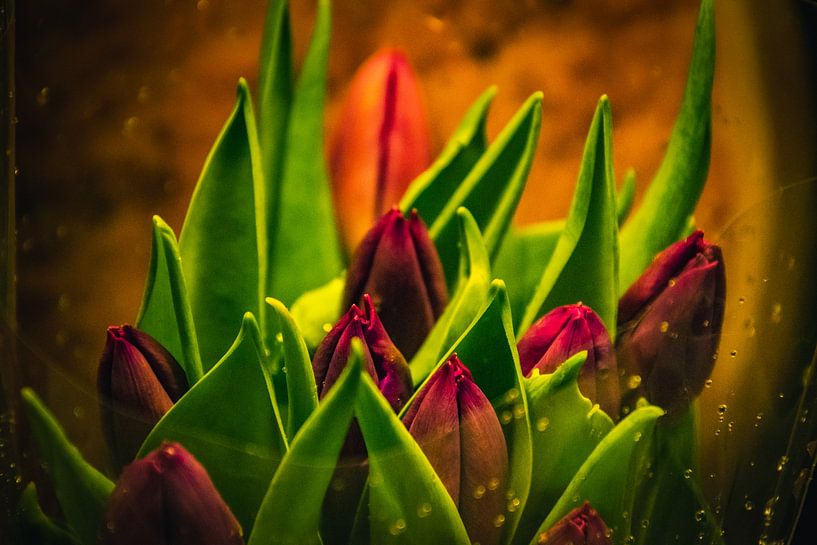 Garden tulip by David Krause