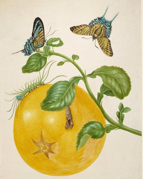 Pomelo branch with green-striped Urania moth, Maria Sibylla Merian by Masterful Masters