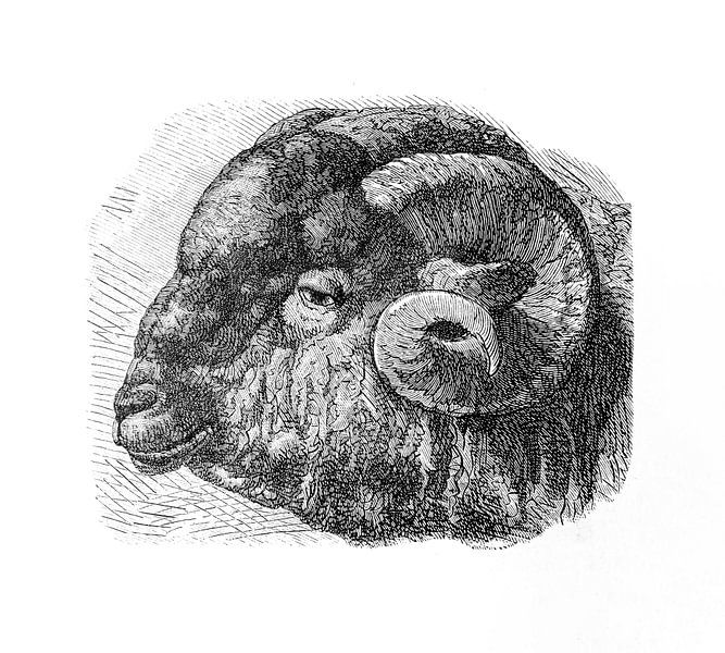 Gravure ancienne du mouton de Mérinos de 1871 par Peter Hermus