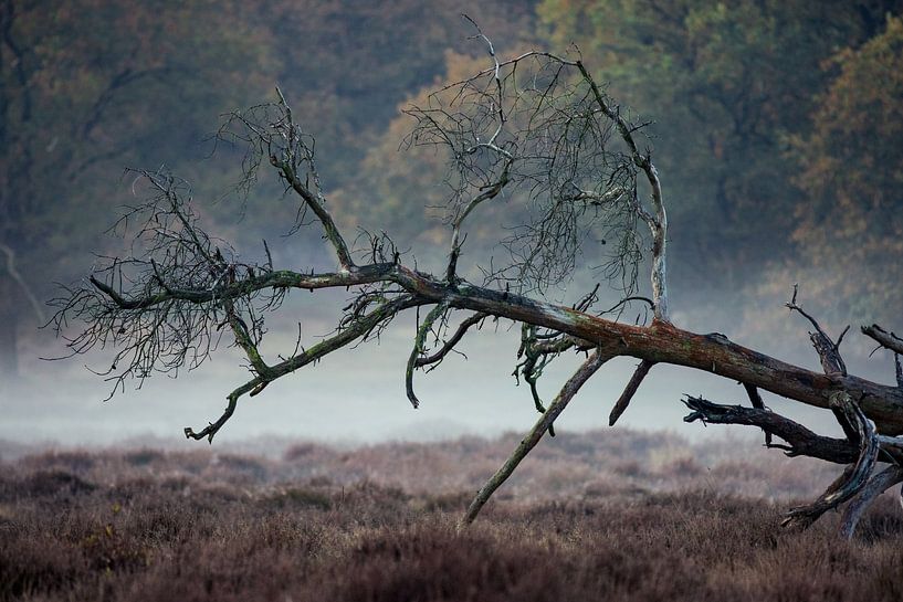 umgestürzter Baum von Barbara Verstraate