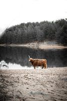 Highlander écossais au bord de l'eau