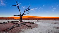 Petrified tree in Dodevlei / Deadvlei near Sossusvlei, Namibia