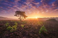 Lande violette Hilversum 6