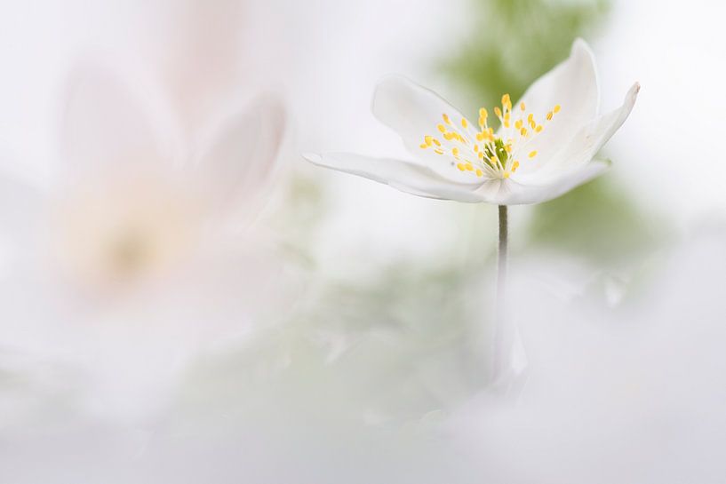 Zu schön um wahr zu sein von Bob Daalder