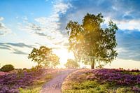 Blooming Heather plants in Heathland landscape during sunrise in summer