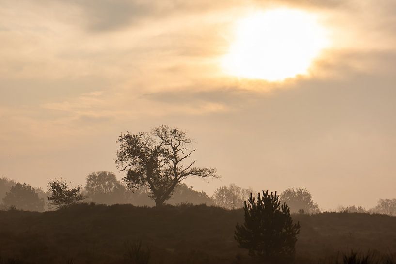 arbre sur le Veluwe ensoleillé par Tania Perneel