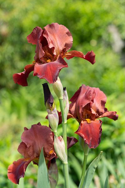 Bartiris, Iris barbata von Alexander Ludwig