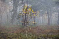 Kleine berk met gele blaadjes